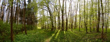 Horn-Bad Meinberg yakınlarındaki Bellenberg ve çevresinde perspektifler