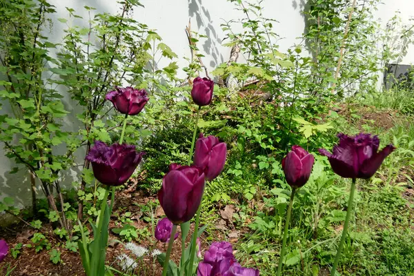 Фиолетовые Тюльпаны Саду — стоковое фото