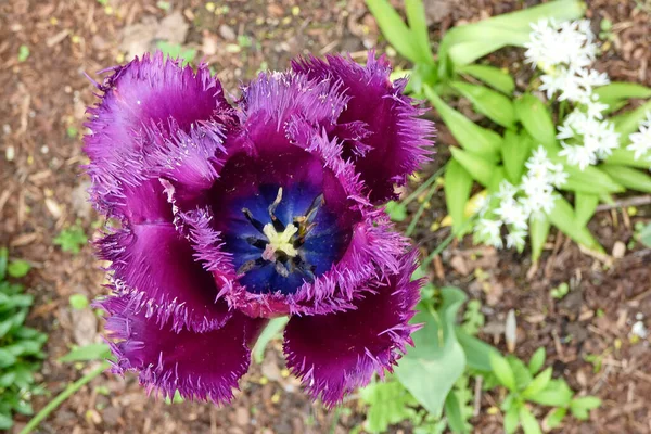 Tulipas Roxas Jardim — Fotografia de Stock