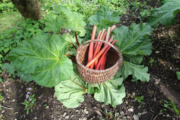 Harvest Time Red Rhubarb — Stock Photo, Image