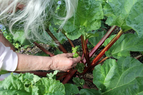 Harvest Time Rural Woman Red Rhubarb — Stock Photo, Image