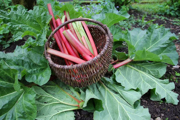 Harvest Time Red Rhubarb — Stock Photo, Image