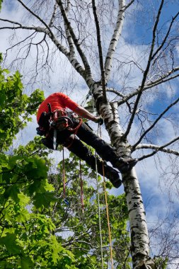 Şehir Ormanı, ağaç tırmanışçısı ölü huş ağacında çalışıyor. 