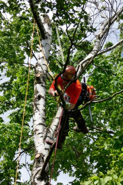 Şehir Ormanı, ağaç tırmanışçısı ölü huş ağacında çalışıyor. 