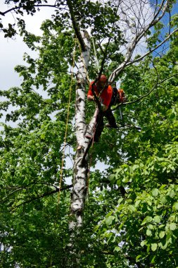 Şehir Ormanı, ağaç tırmanışçısı ölü huş ağacında çalışıyor. 