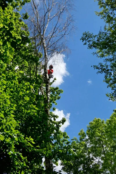 Urban Forestry Scalatore Alberi Lavora Sulla Betulla Morta — Foto Stock