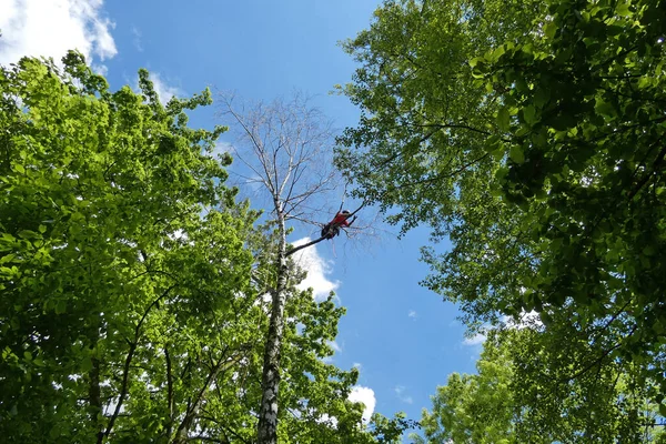 Urban Forestry Scalatore Alberi Lavora Sulla Betulla Morta — Foto Stock