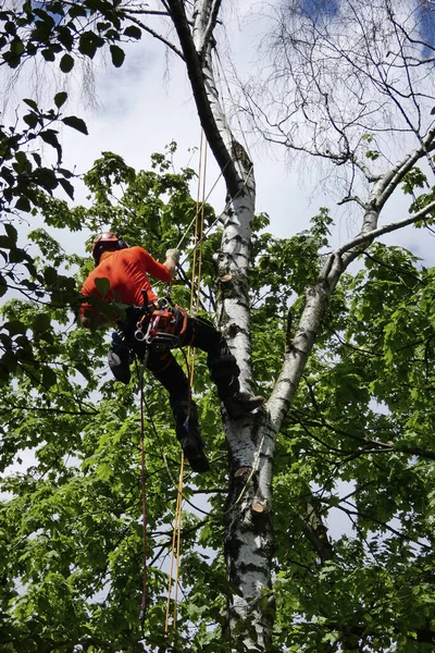 Urban Forestry, tree climber works on the dead birch