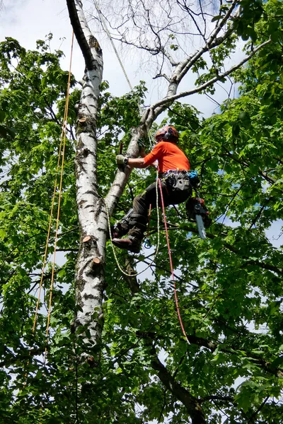 Urban Forestry, tree climber works on the dead birch