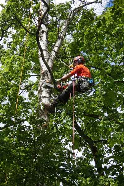 Urban Forestry, tree climber works on the dead birch