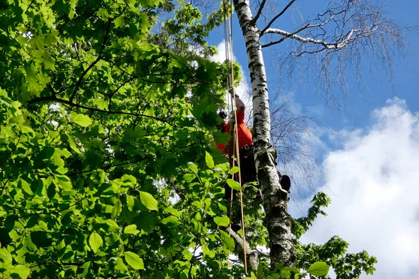 Foresterie Urbaine Grimpeur Travaille Sur Bouleau Mort Photo De Stock