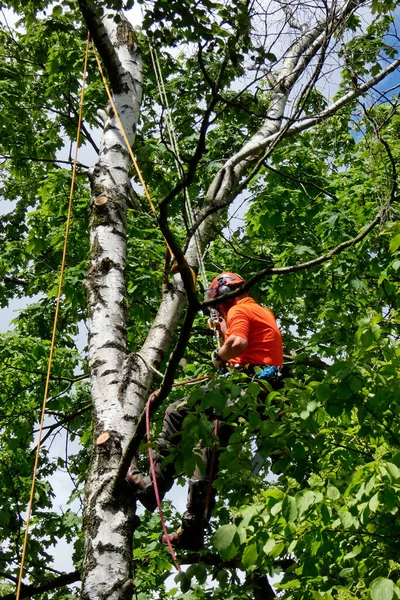 Городское Лесное Хозяйство Альпинист Работает Мертвой Березе Лицензионные Стоковые Изображения