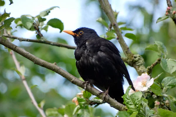 5月にリンゴの木の黒い鳥が — ストック写真