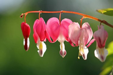 Mayıs 'ta iki renkli kalp çiçeği
