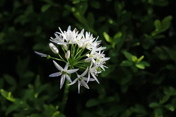Wild Garlic Flower Growing Boxwood Hedge — Stock Photo, Image