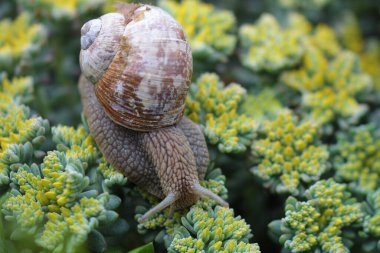 Kırmızı sümüklü böcek yabani sarımsak yer. 
