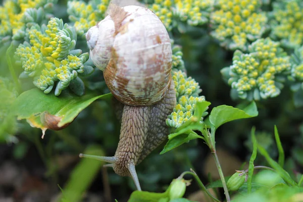 赤ナメクジは野生のニンニクを食べる — ストック写真