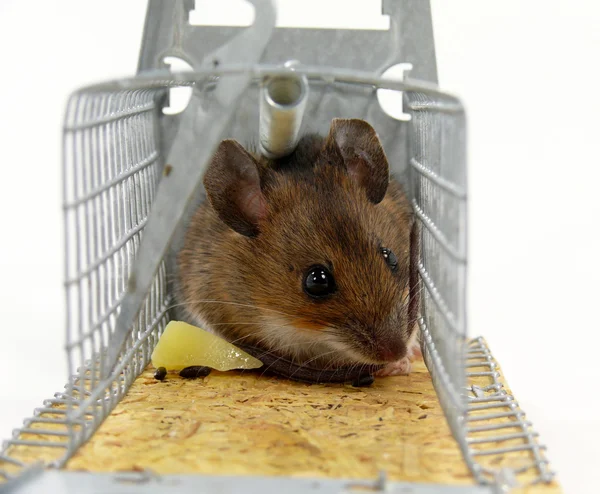 Forest mouse — Stock Photo, Image