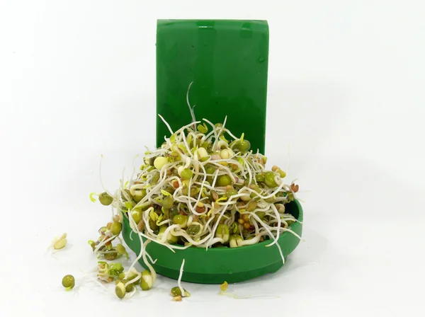 Seed sprouts — Stock Photo, Image