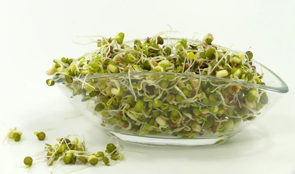 Seed sprouts — Stock Photo, Image