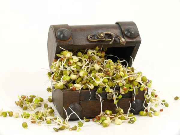 Seed sprouts — Stock Photo, Image