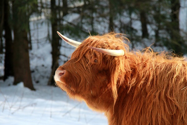 Scottish Highland beef