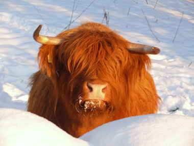 İskoç Highland sığır eti