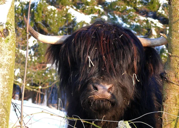 Scottish Highland beef — Stock Photo, Image
