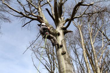 Arboristik
