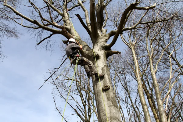 Arboristik — Foto Stock