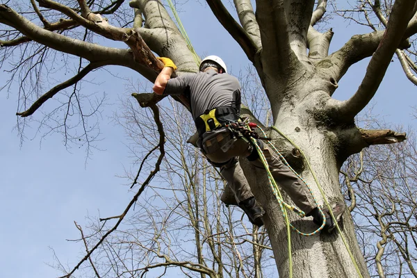 Arboristik — Stock Photo, Image