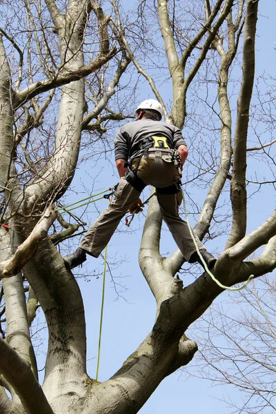 Arboristik — Stok Foto