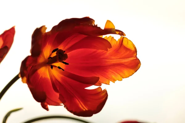 Абстрактный тюльпан — стоковое фото