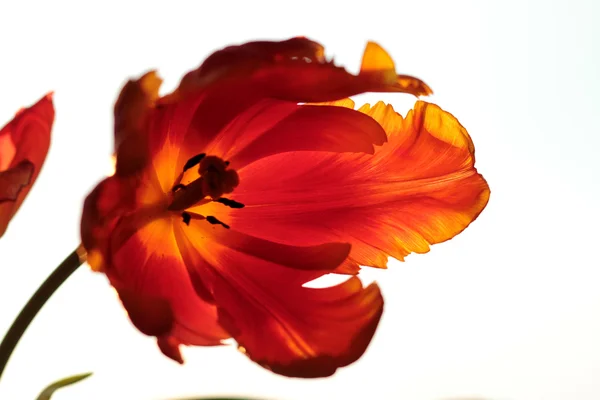Tulipa abstracta — Fotografia de Stock