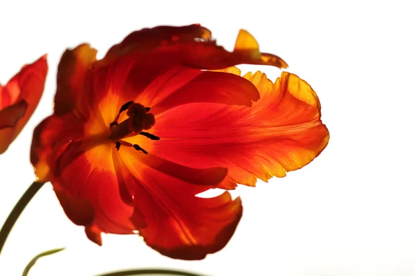 Анотація Tulip — стокове фото