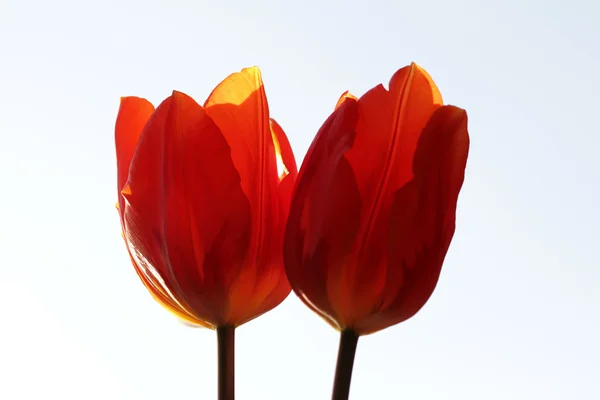 Macro de tulipas — Fotografia de Stock