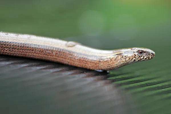 Blindworm — Stock Photo, Image