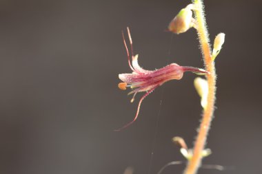 Sırtıma bitki makrodan