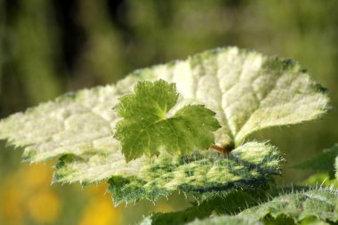Sırtıma bitki makrodan