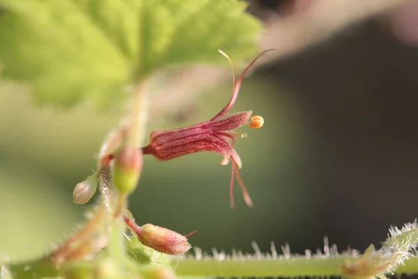 Macro from piggyback plant — Stock Photo, Image