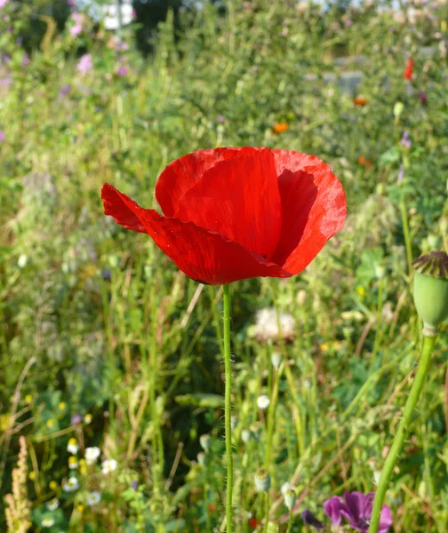 Flores de papoula vermelha — Fotografia de Stock