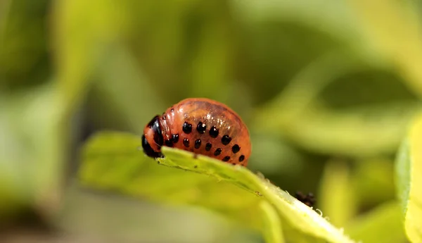 Larva de besouro colorao — Fotografia de Stock