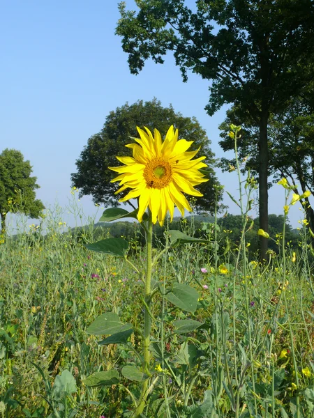 Zonnebloem — Stockfoto