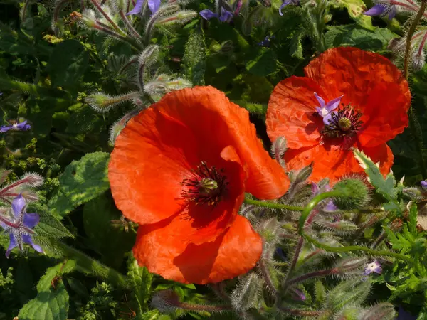 赤いケシの花 — ストック写真