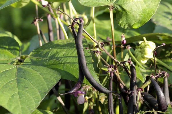 Garden beans — Stock Photo, Image