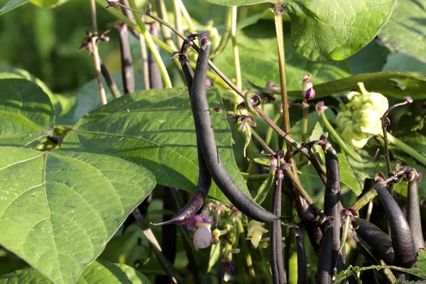 Garden beans — Stock Photo, Image