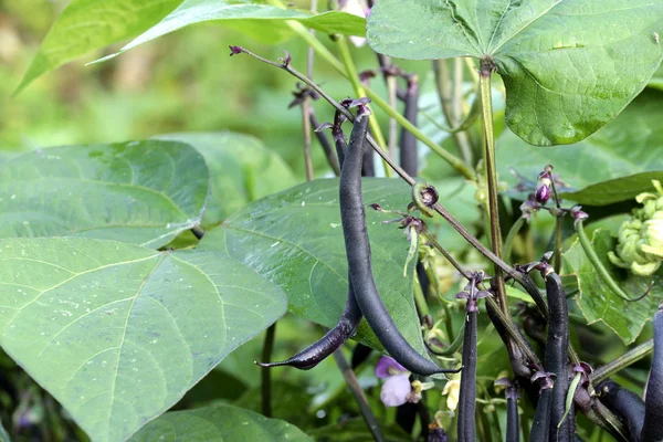 Garden beans — Stock Photo, Image