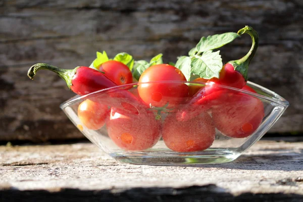 Tomaten — Stockfoto