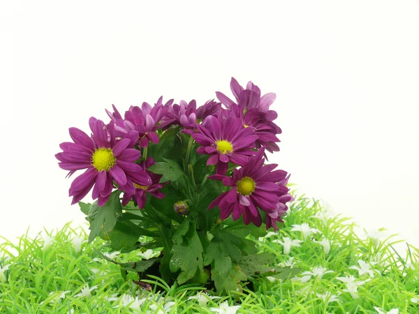 Chrysant — Stockfoto