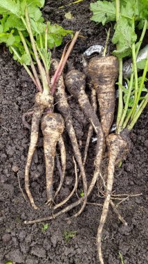 Organik bahçede yaban havucu topluyorum.